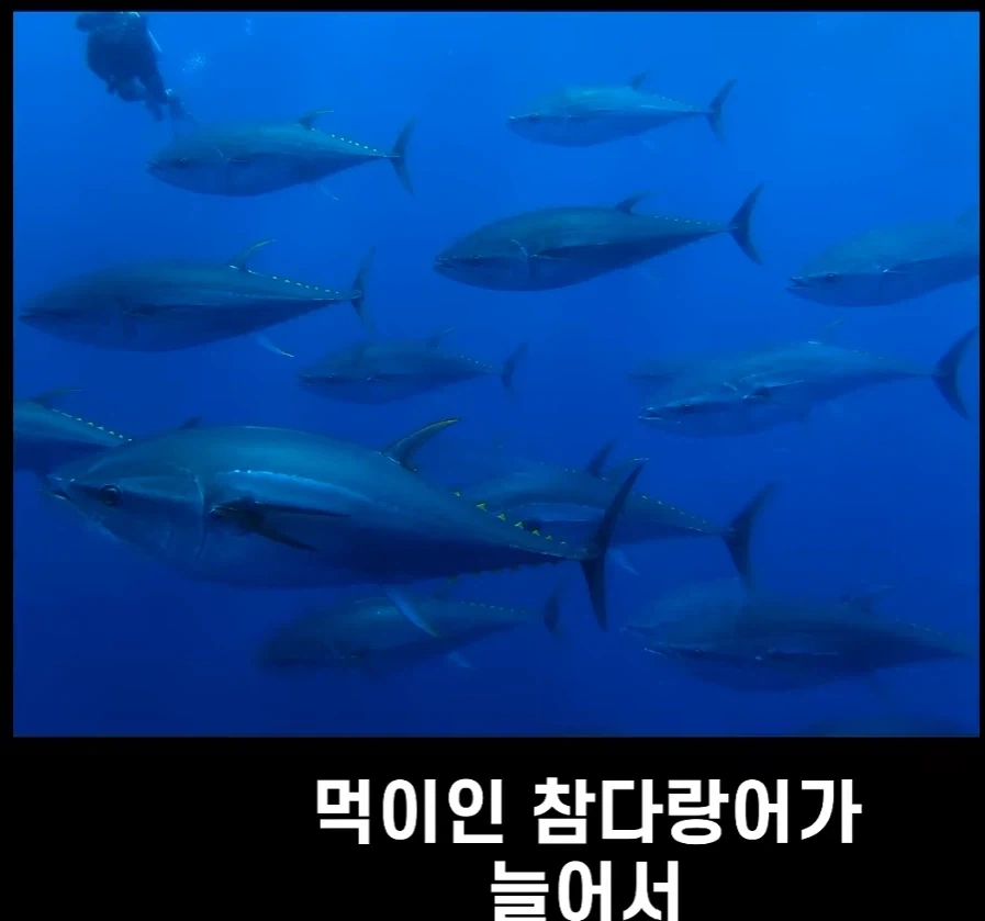 범고래가 사람을 공격하는 사례가 부쩍 늘어난 이유 - 이미지 8
