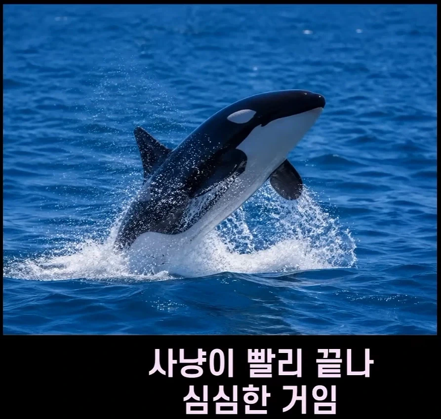 범고래가 사람을 공격하는 사례가 부쩍 늘어난 이유 - 이미지 9