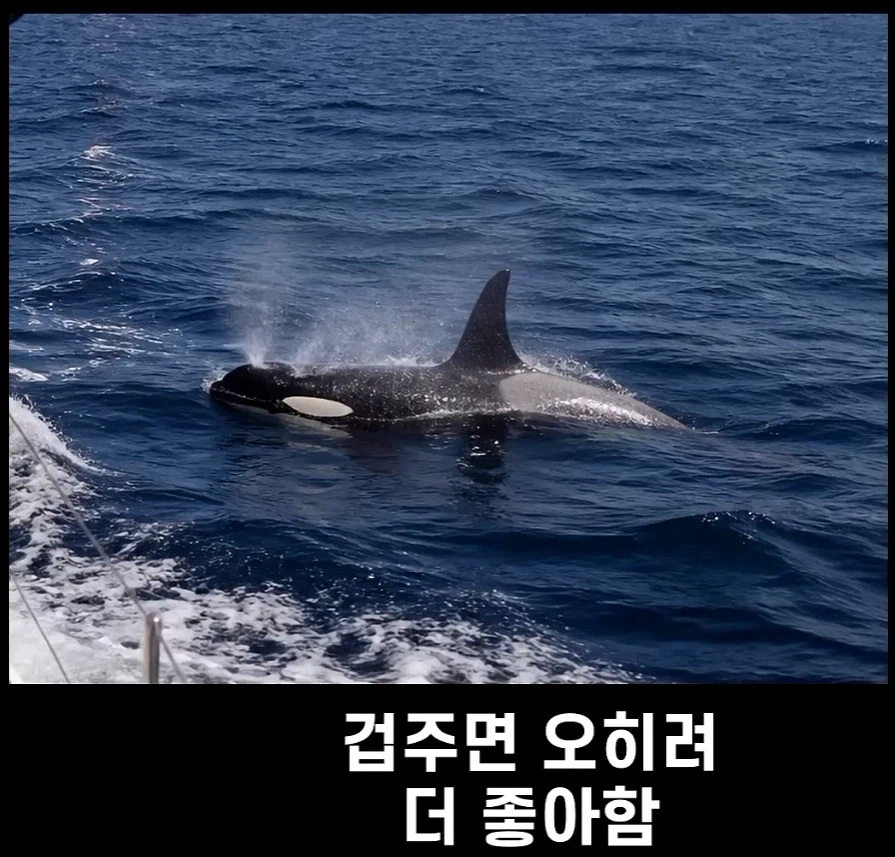 범고래가 사람을 공격하는 사례가 부쩍 늘어난 이유 - 이미지 10
