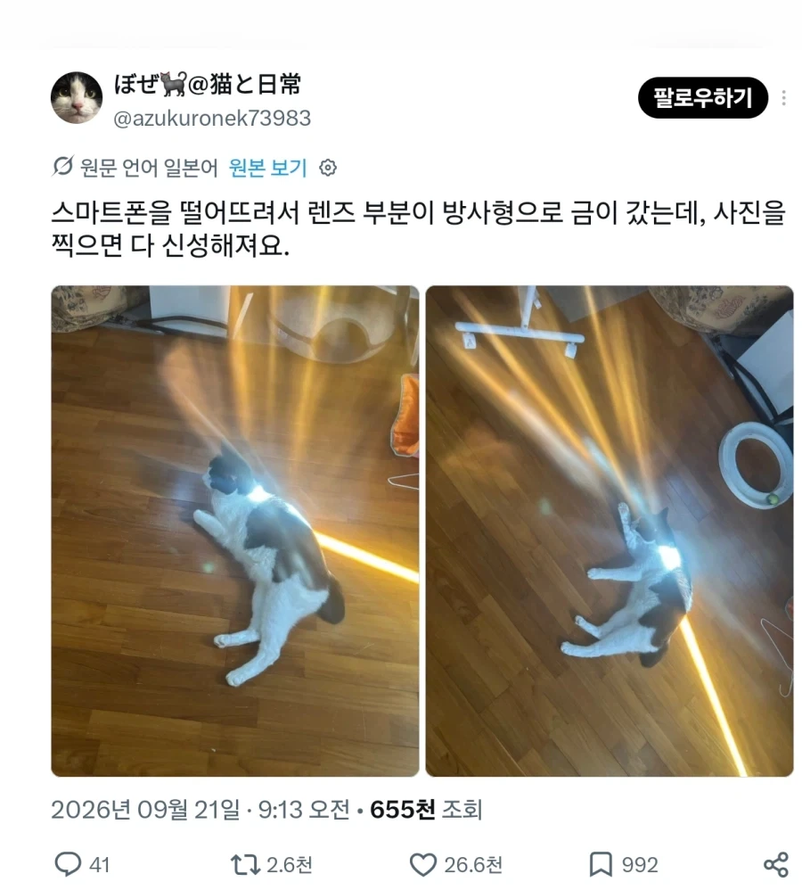 고양이는 프리즘이다