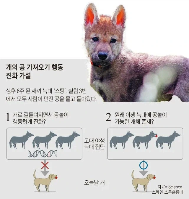 개가 공놀이를 좋아하는 이유에 대한 가설