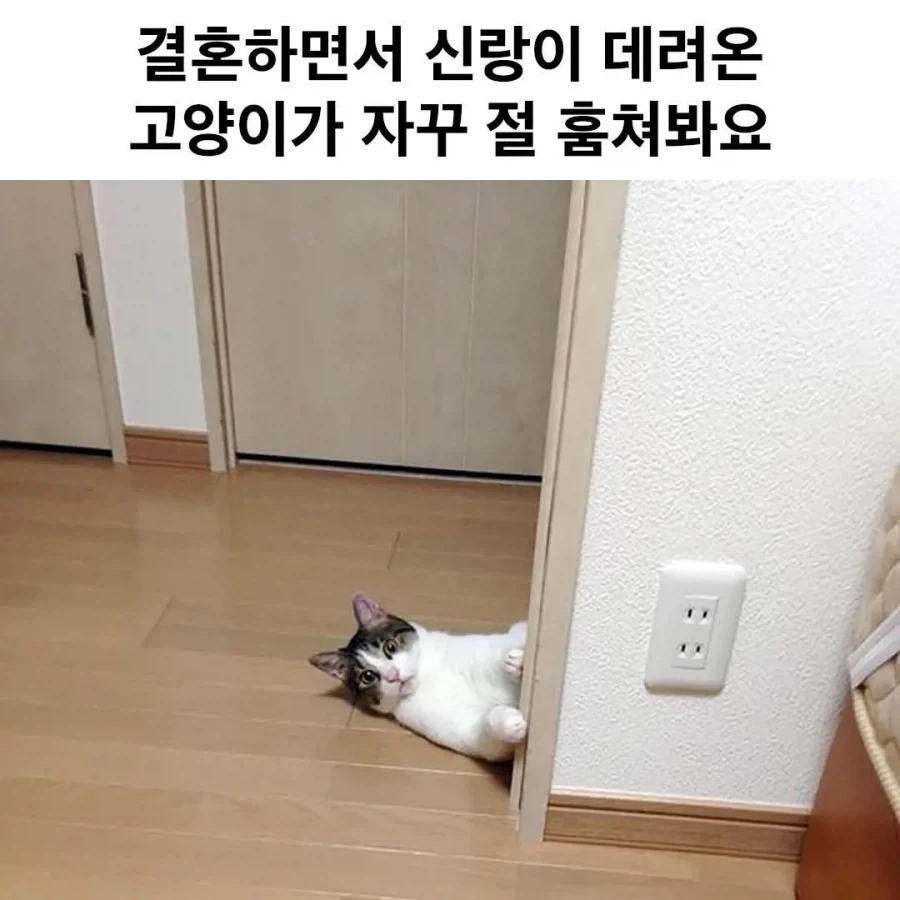 결혼하면서 신랑이 데려온 고양이가 자꾸 훔쳐본다.jpg