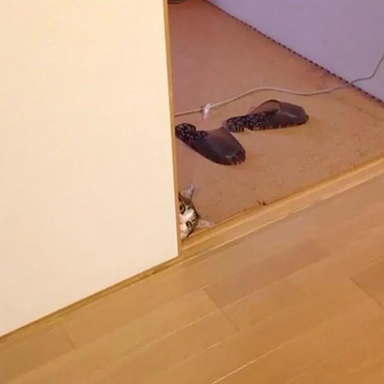 결혼하면서 신랑이 데려온 고양이가 자꾸 훔쳐본다.jpg - 이미지 4