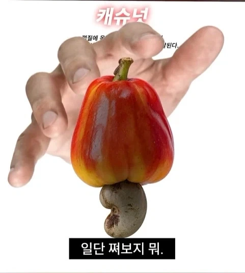 독성물질을 먹기위한 인류의 노력 - 이미지 2