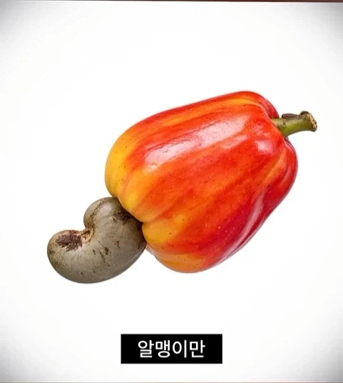 독성물질을 먹기위한 인류의 노력 - 이미지 5