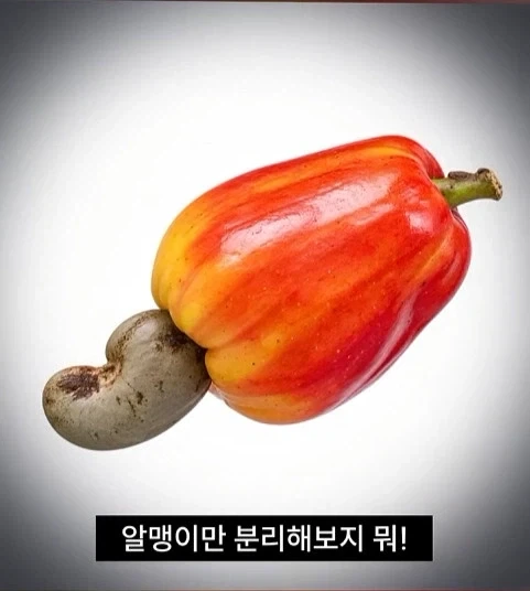 독성물질을 먹기위한 인류의 노력 - 이미지 6