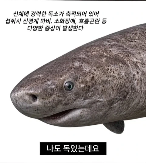 독성물질을 먹기위한 인류의 노력 - 이미지 13