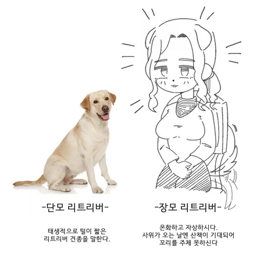 단모종과 장모종의 차이점 요약