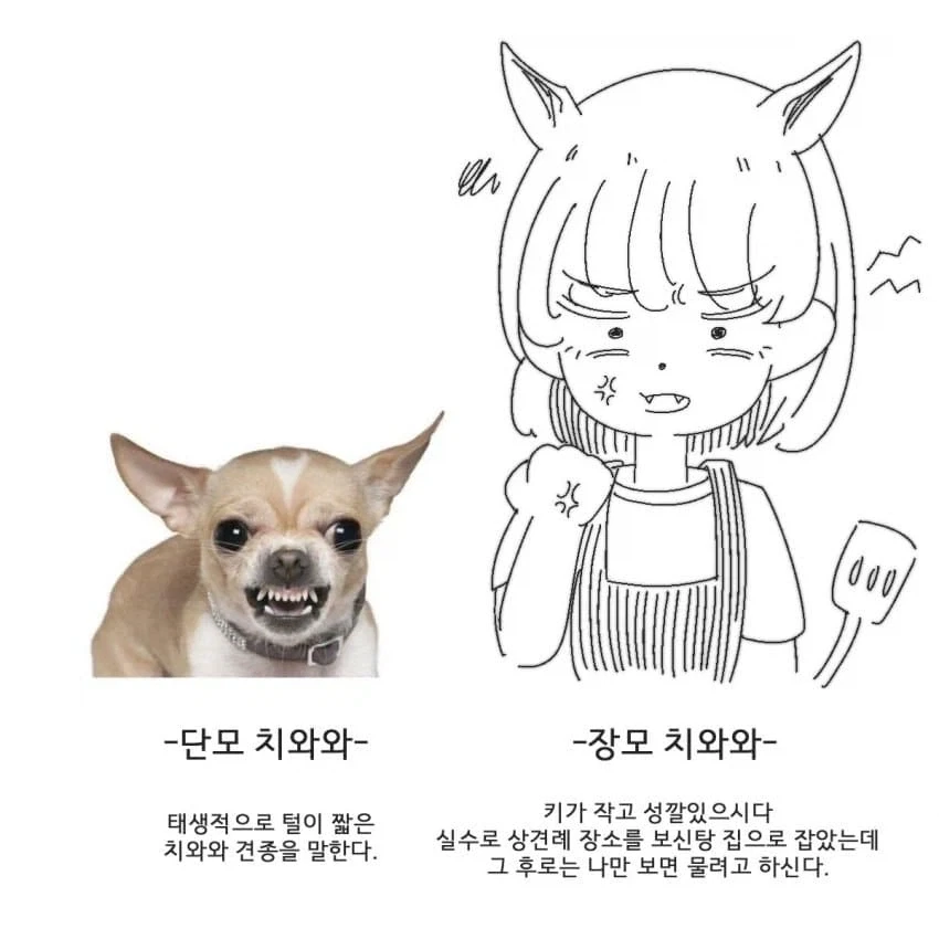 단모종과 장모종의 차이점 요약 - 이미지 2