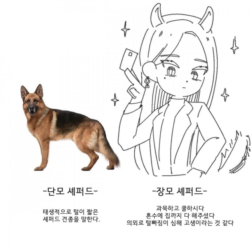 단모종과 장모종의 차이점 요약 - 이미지 3