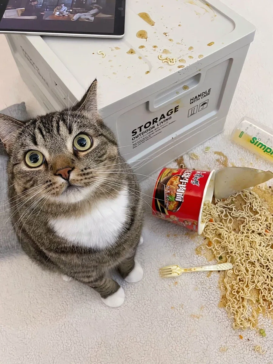 컵라면 엎은 고양이...