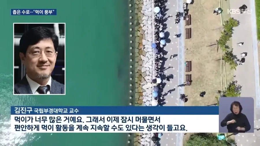 상어가 수로에서 안나가는 이유 전문가 의견