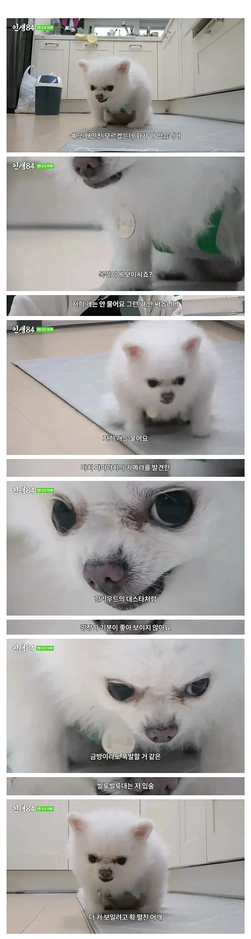 저희집 개는 ＇물어요＇.jpg