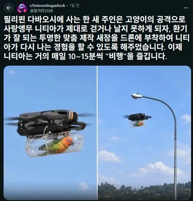 길고양이에 의해 피해를 입은 플라잉 때껄룩