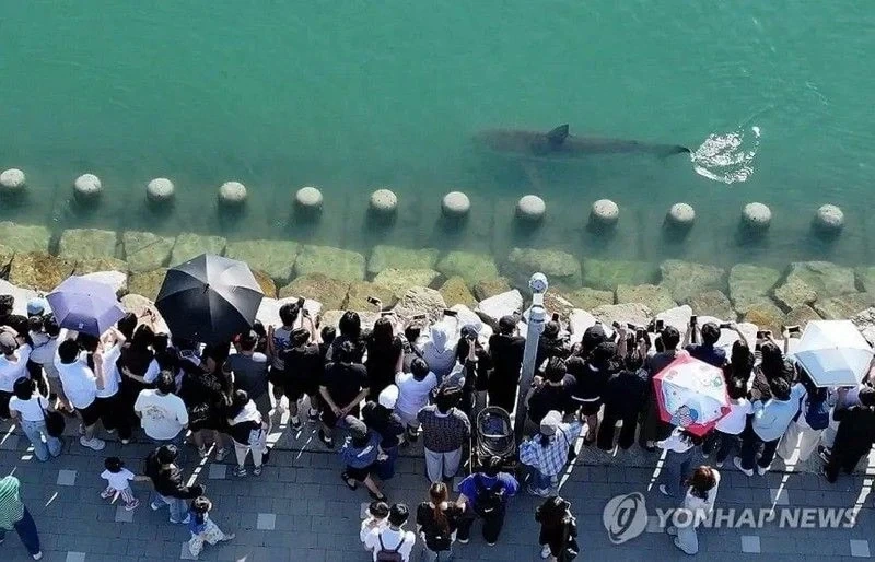 부산 무료상어쇼 - 이미지 3