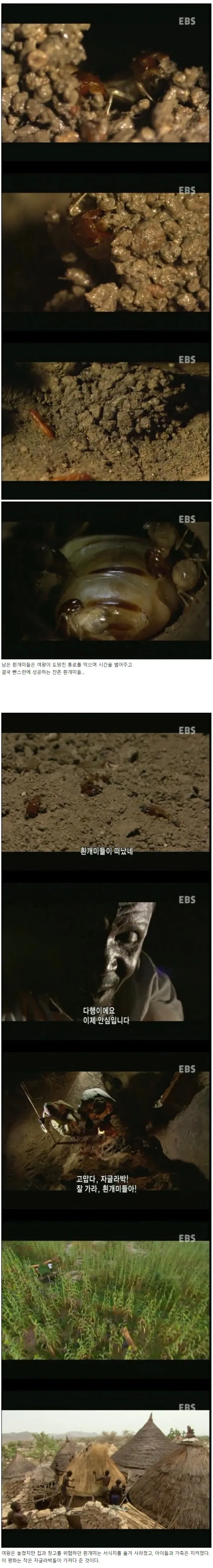 아프리카 부족이 집안의 흰개미를 퇴치하는 방법 - 이미지 2