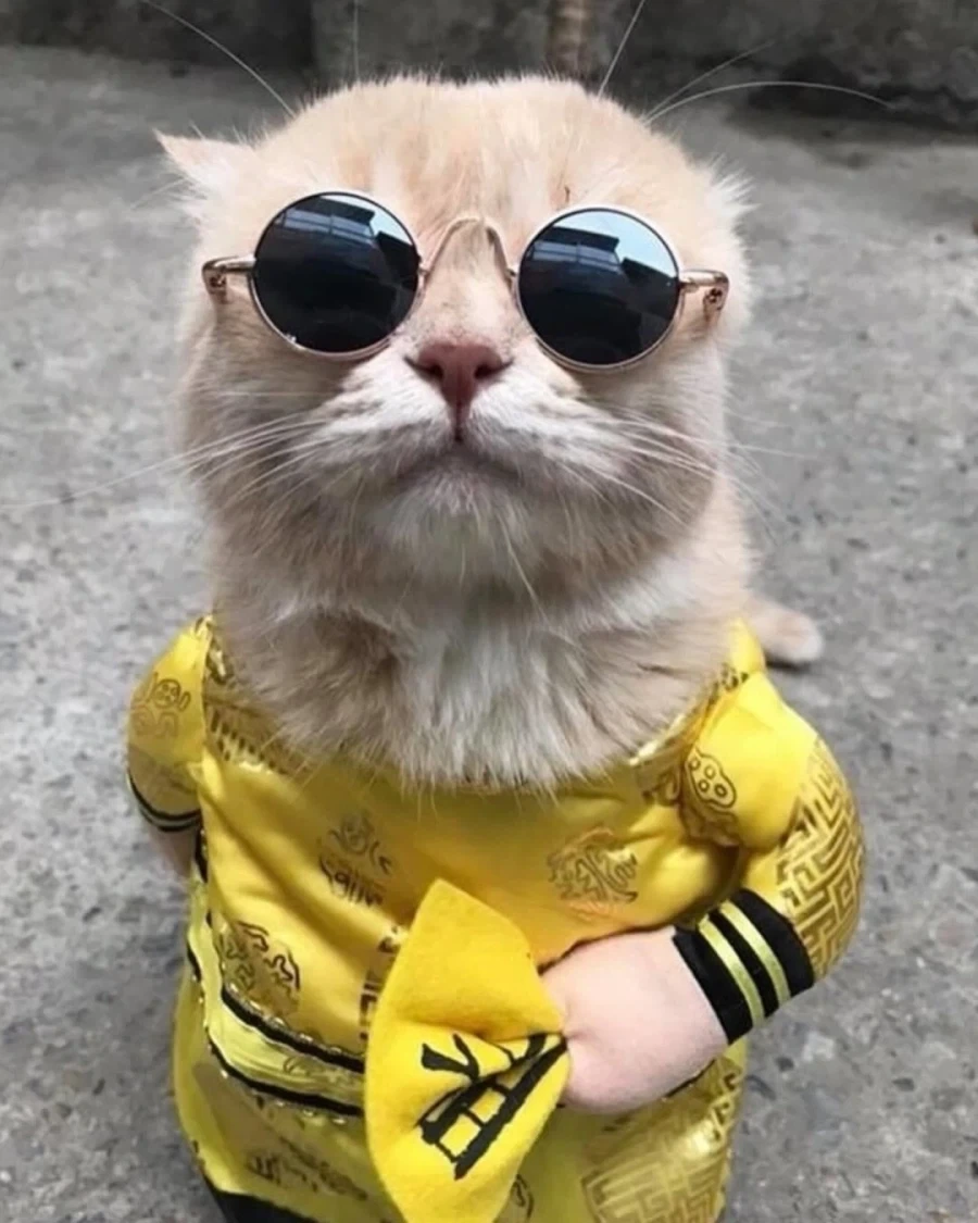 베트남에서 핫했던, 생선가게 고양이 .jpg