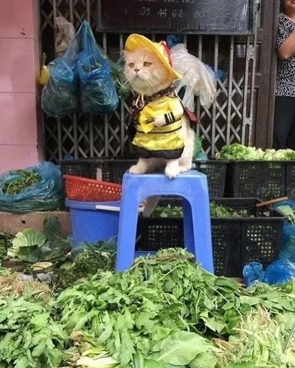 베트남에서 핫했던, 생선가게 고양이 .jpg - 이미지 2