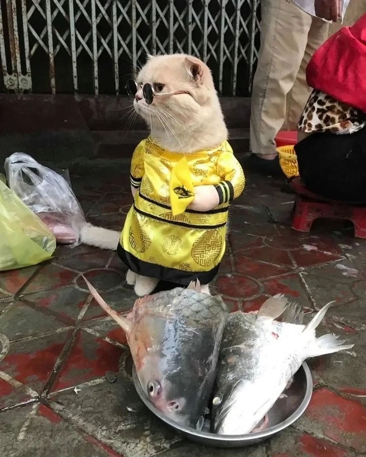 베트남에서 핫했던, 생선가게 고양이 .jpg - 이미지 4