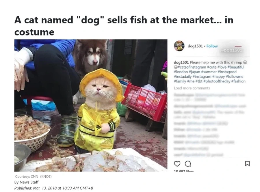 베트남에서 핫했던, 생선가게 고양이 .jpg - 이미지 5