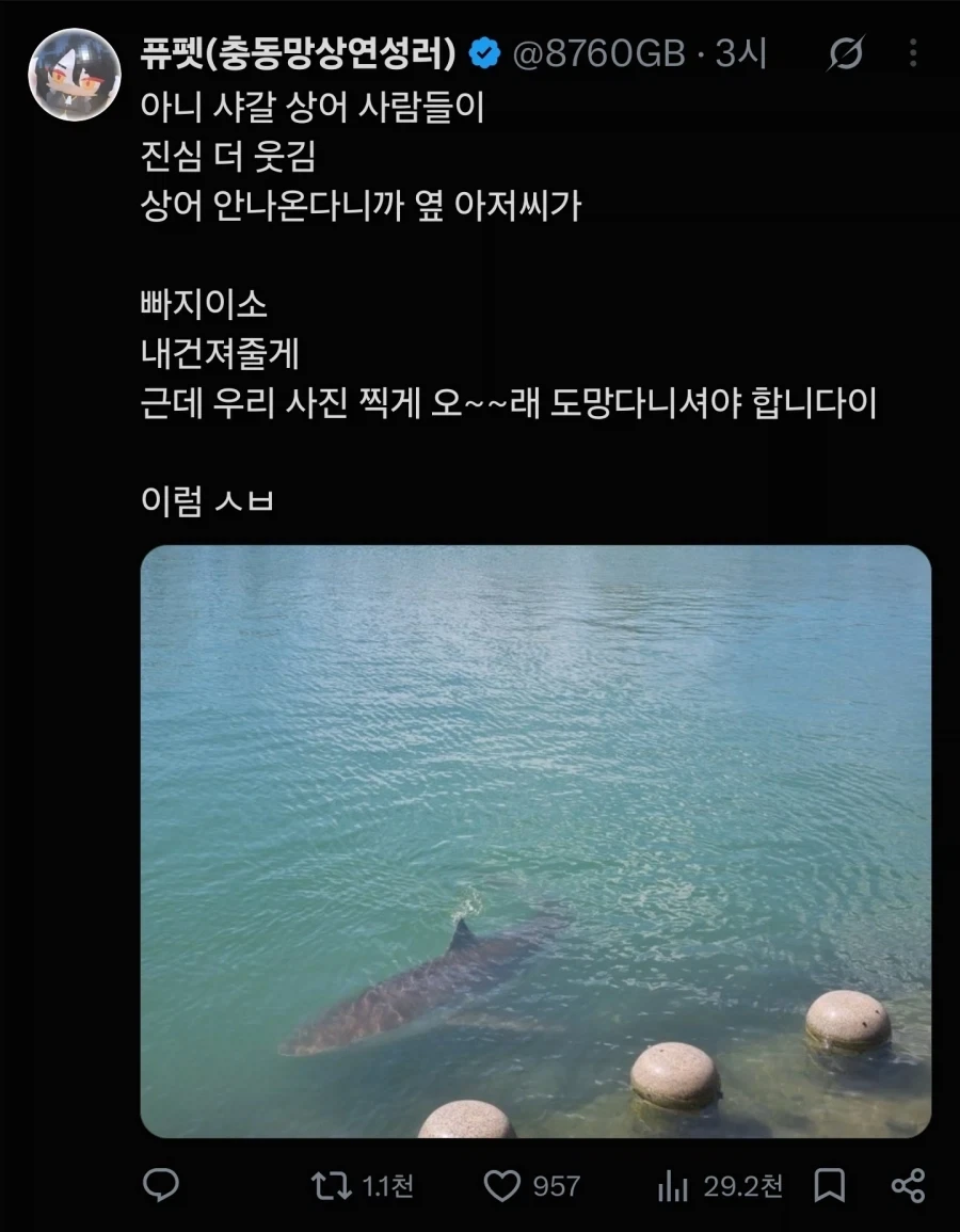 부산 상어가 안나온다니까 주변 반응.