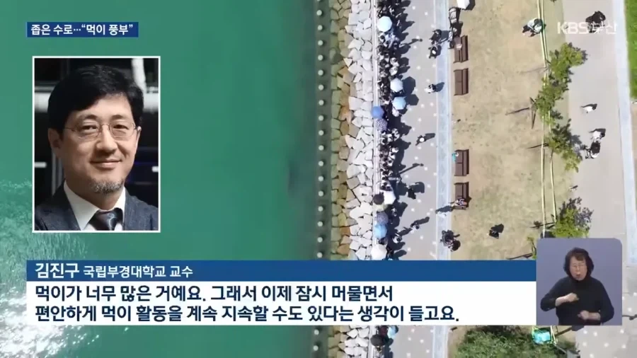 전문가가 말하는 상어가 북항에서 안나가는 이유