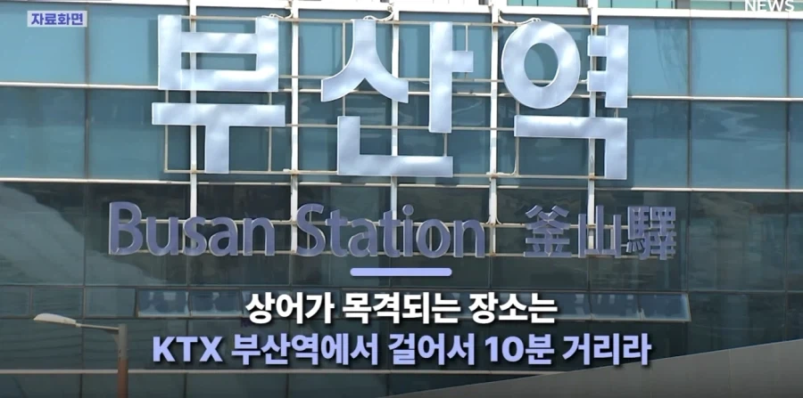 부산 상어 특수 존나 큰거 한발 남았다.jpg