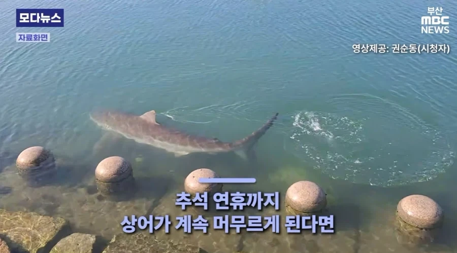 부산 상어 특수 존나 큰거 한발 남았다.jpg - 이미지 3