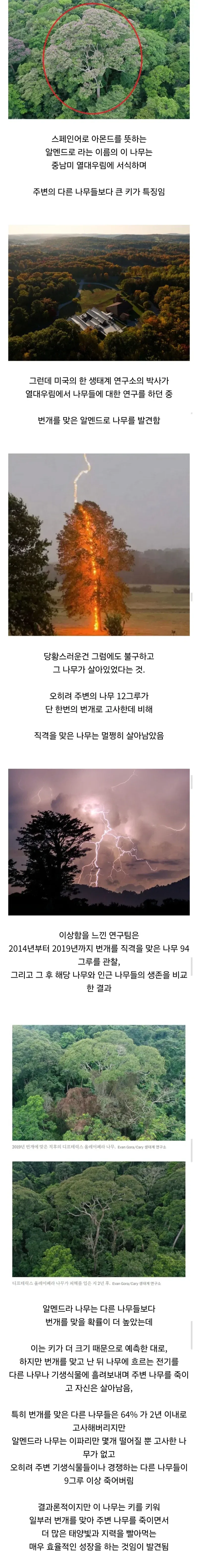 번개가 직격해도 살아남는 나무의 생존 비결.jpg