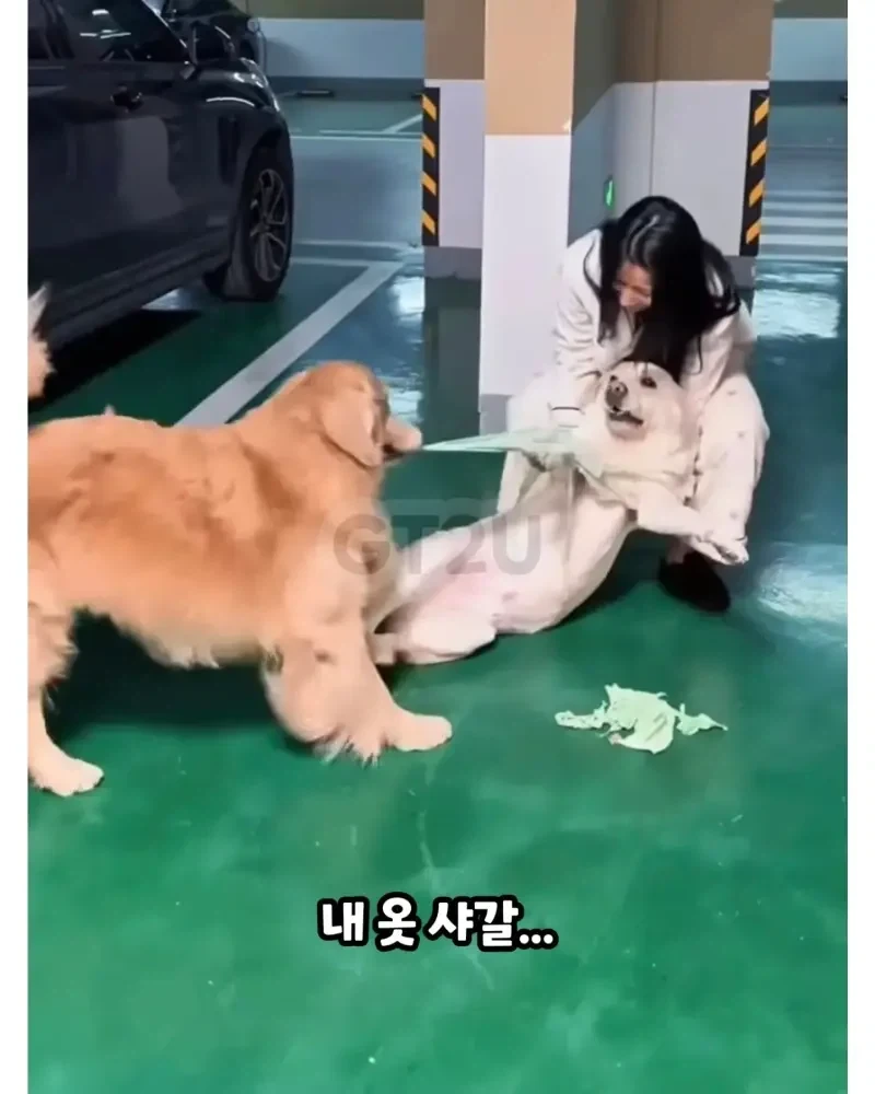 댕댕이 옷 다른 댕댕이에게 줬는데 산책 중 마주침 - 이미지 2