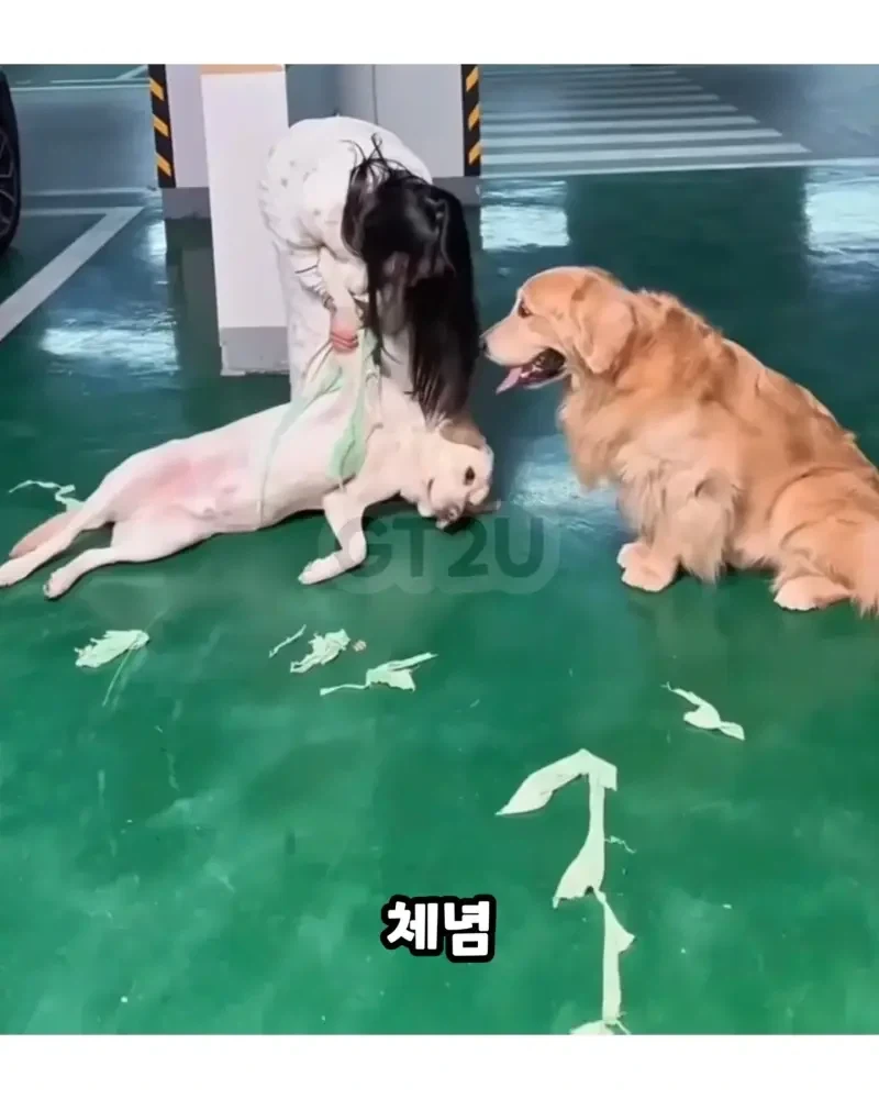 댕댕이 옷 다른 댕댕이에게 줬는데 산책 중 마주침 - 이미지 3