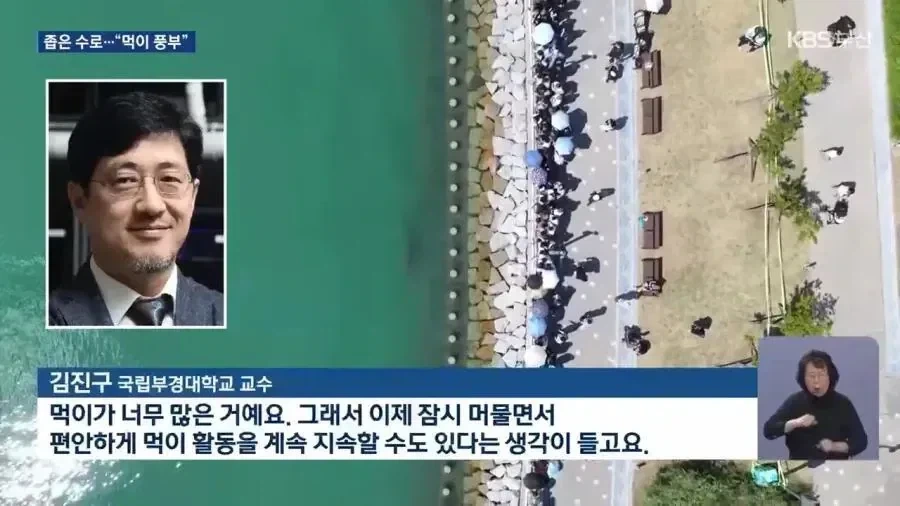 부산 상어가 쫒아내도 안 가는 이유.jpg