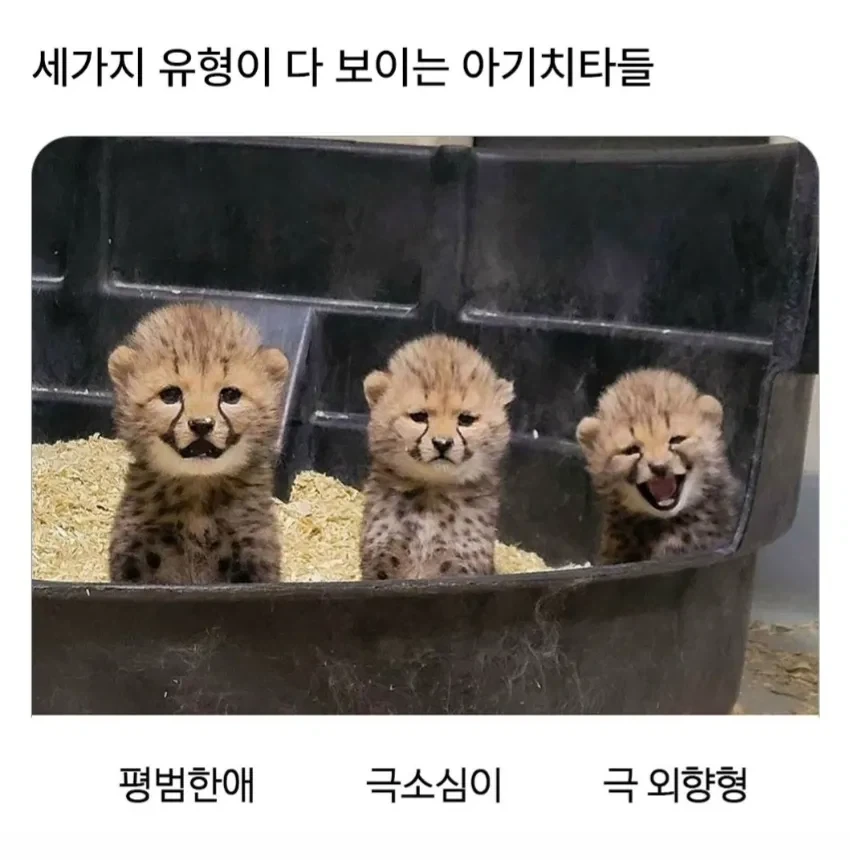 세가지 유형이 다 보이는 아기치타들.jpg