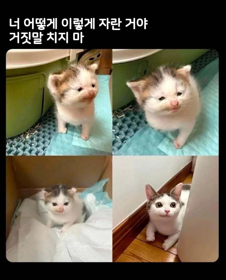 항상 웃는 고양이 아깽이 시절...
