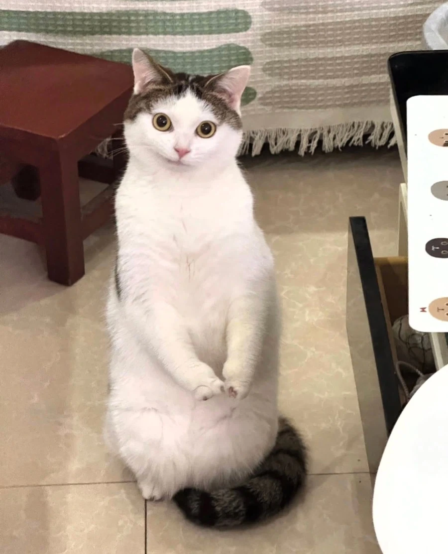 항상 웃는 고양이 아깽이 시절... - 이미지 3