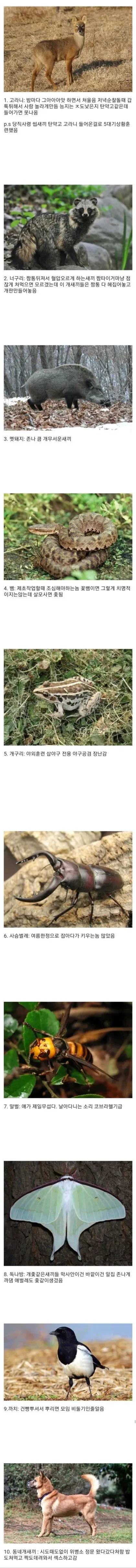 우리가 군대가면 볼 수 있는 동물들.jpg