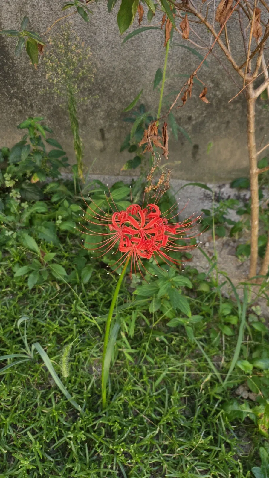 일반인 중이병 씹덕 중이병 차이 - 이미지 2
