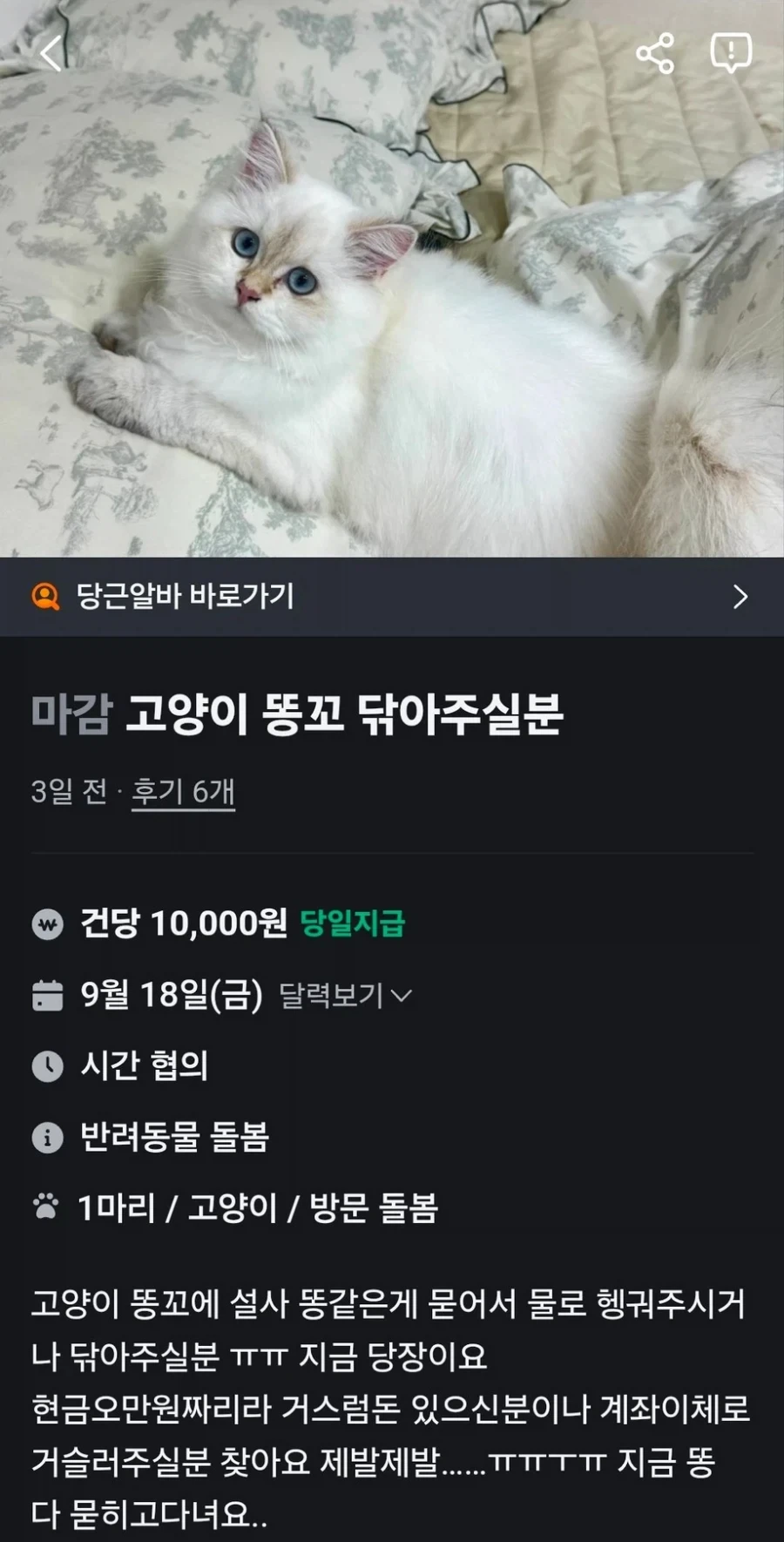 당근 알바 ㅋㅋ 고양이 0꼬 닦아주실분
