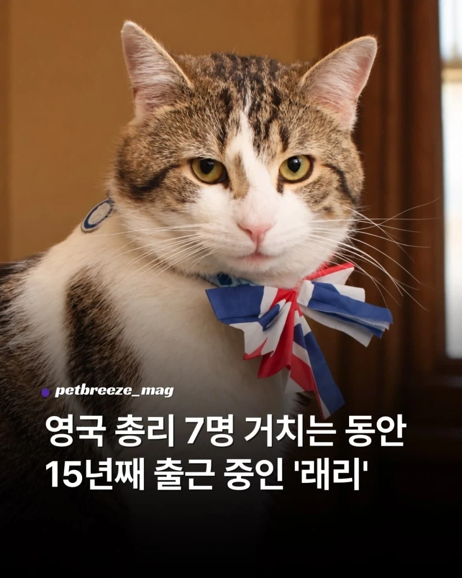 영국 총리 7명 거치는 동안 15년째 출근중인 고양이...