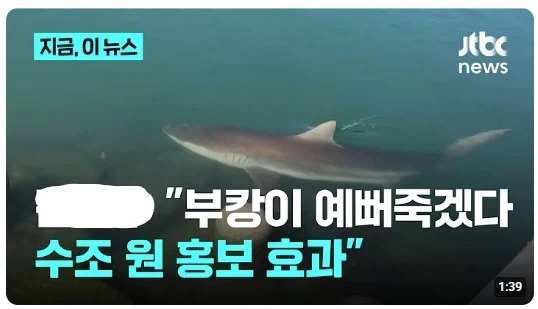 부산 상어 기적의 홍보효과 비용.jpg - 이미지 2