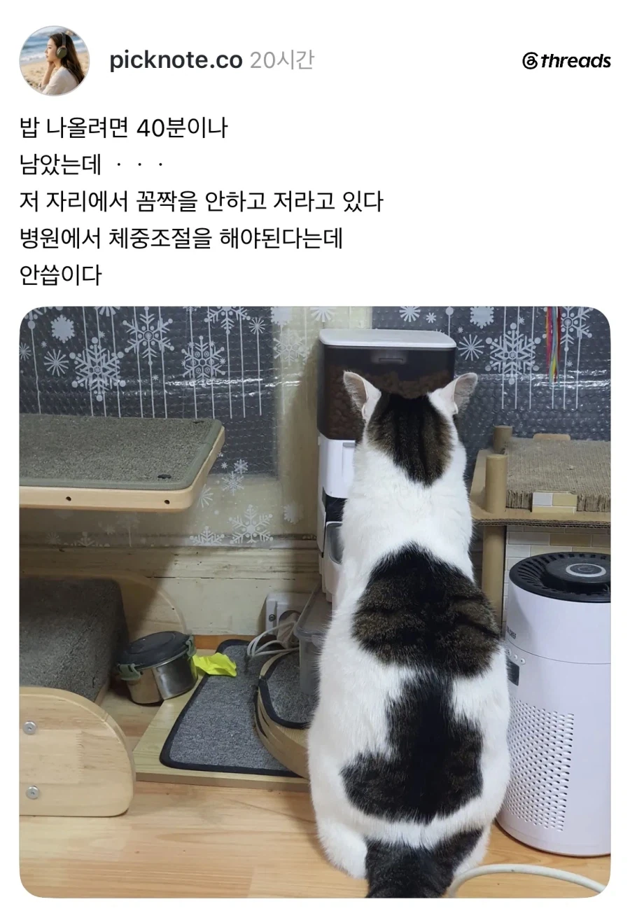 밥 나오기 40분전 고양이.jpg