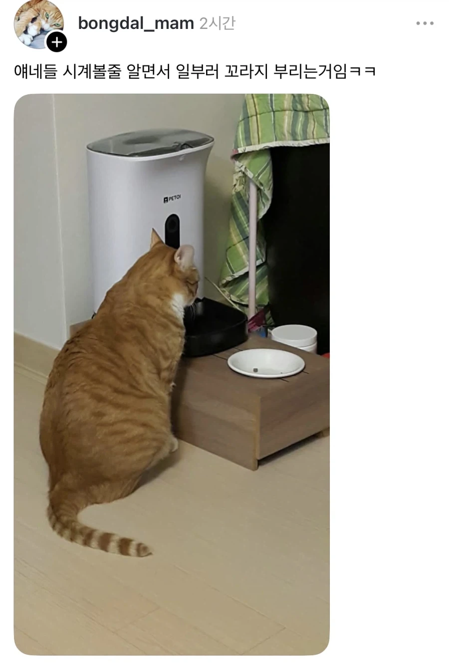 밥 나오기 40분전 고양이.jpg - 이미지 2