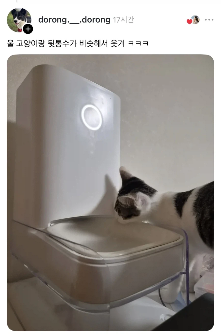 밥 나오기 40분전 고양이.jpg - 이미지 3