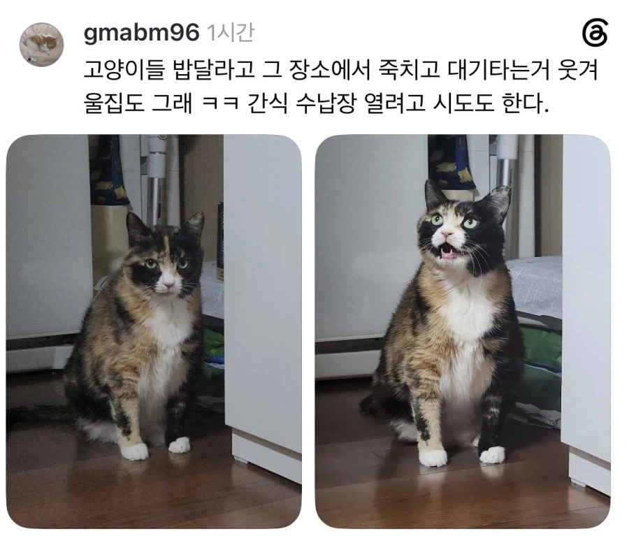 밥 나오기 40분전 고양이.jpg - 이미지 4