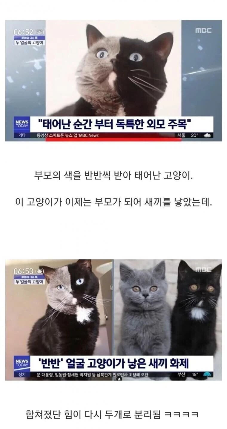 반반 고양이가 새끼를 낳았더니.jpg