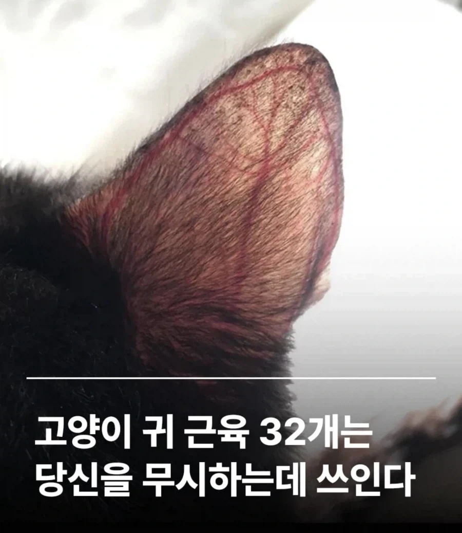 고양이 귀의 놀라운 사실