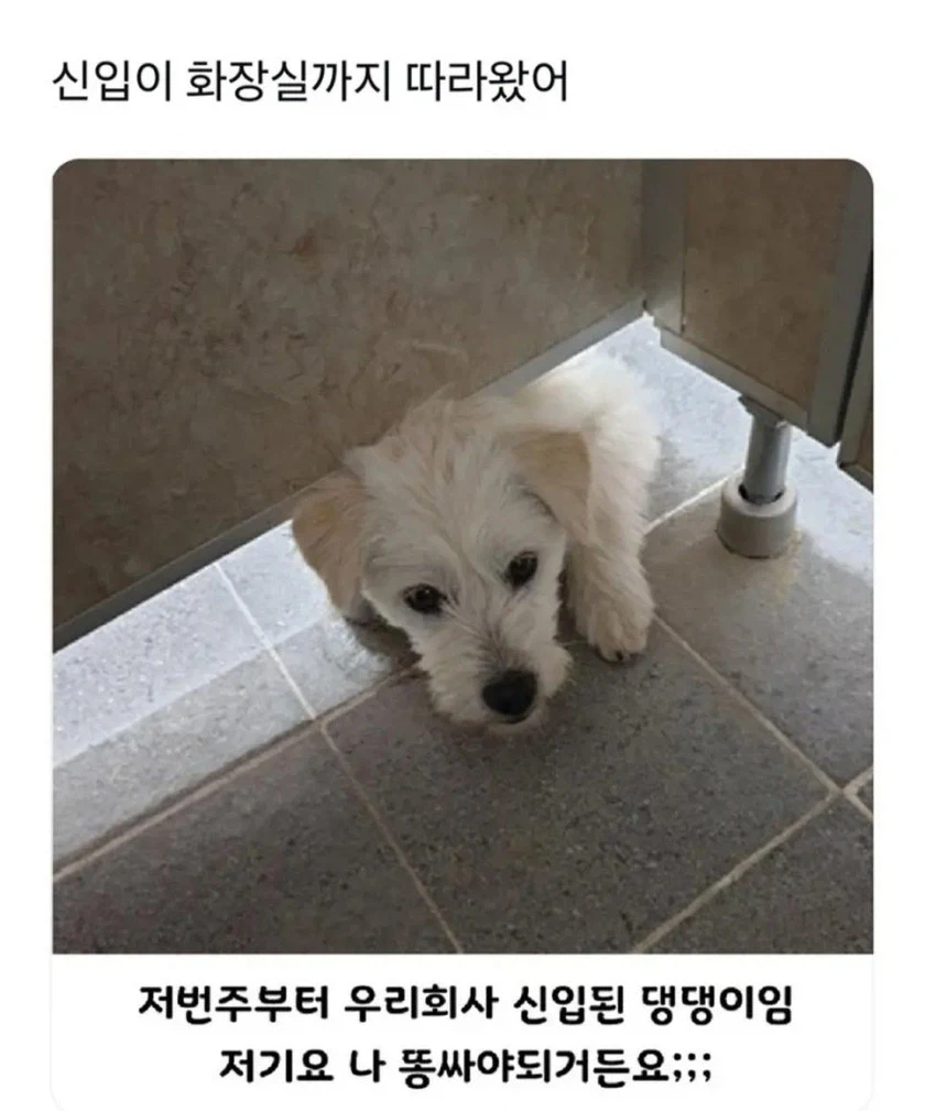 문 잠근 화장실 안 까지 쫒아오는 신입
