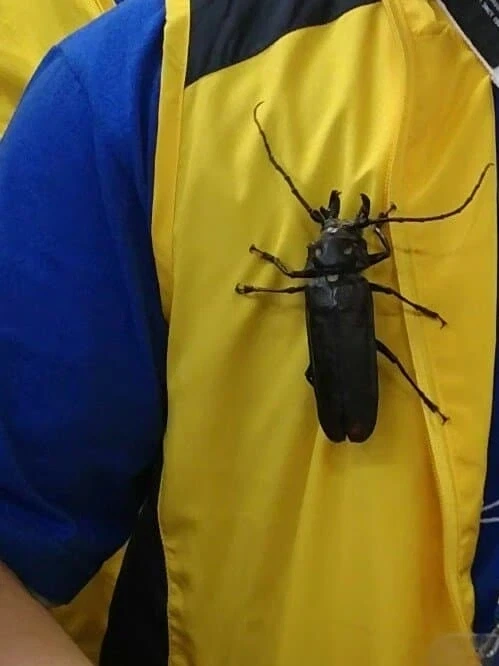한반도에서 가장 큰 곤충