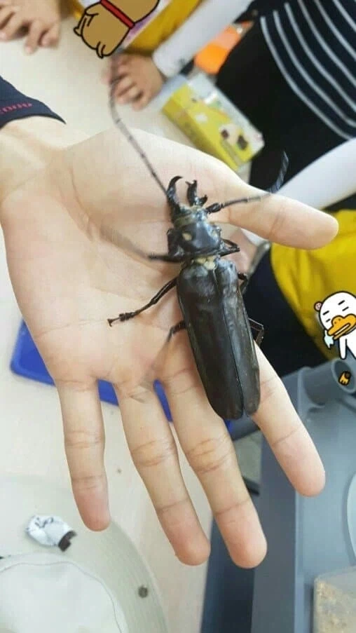 한반도에서 가장 큰 곤충 - 이미지 2