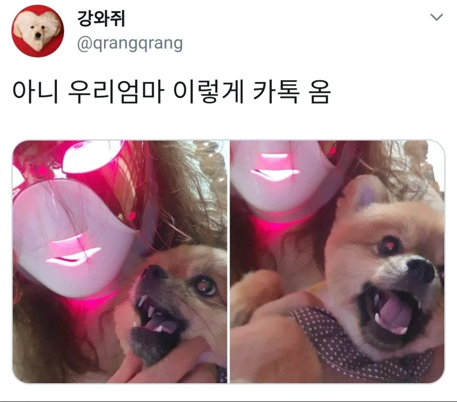 엄마와 댕댕이.jpg